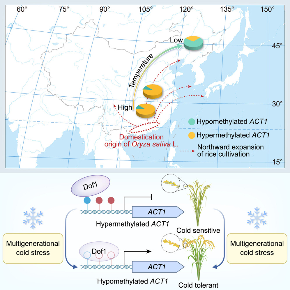 Plant Science Research Weekly: June 6, 2/2 plantae.org/plant-science-… Stochastic gene expression in development; Cell wall controls cell fate; Transgenerational epigenetic cold tolerance; CCR1 regulates cluster root formation; Molecular epidemiology of powdery mildew