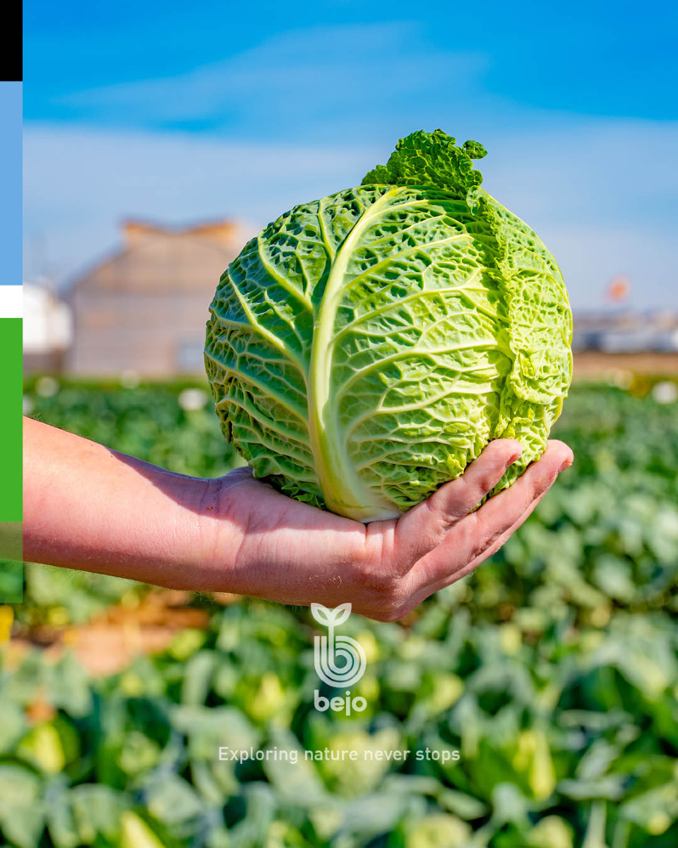 BejoEspana's tweet photo. ¿Estás buscando una Col de Milán? Entonces tienes que conocer MARIPOSA 🥬
https://t.co/3Bh5hbDdTP
🛡️ HR: Foc
🛡️ IR: Ac
🗣️ ¿Te gustaría saber más sobre Mariposa? Escríbenos un mensaje.
#exploringnatureneverstops #semillasbejo https://t.co/6Cgt8tDQaR