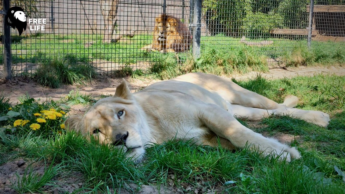 Kiara, la lionne, et Chimène, la tigresse, ont passé des années au cirque. L'une d'elle devait servir à réaliser des tournages, tandis que la seconde était destinée à procréer. 

Aujourd'hui, Kiara et Chimène mènent une vie paisible, dans un environnement adapté.

#AprèsLeCirque