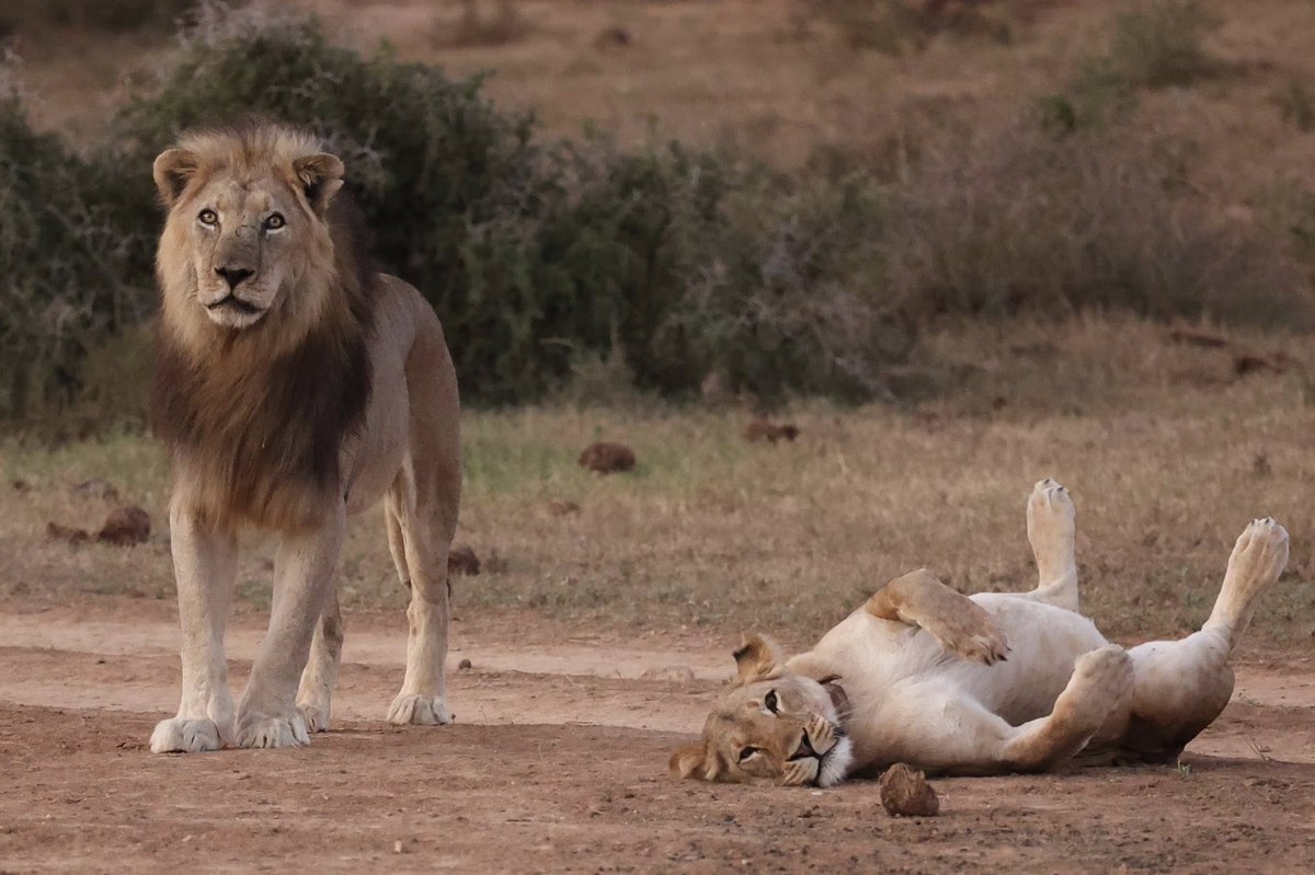 Looks like good fun was had in #AddoElephantNationalPark 🦁📷Charl Maher #LiveYourWild <a href="/SANParks/">SANParks</a>