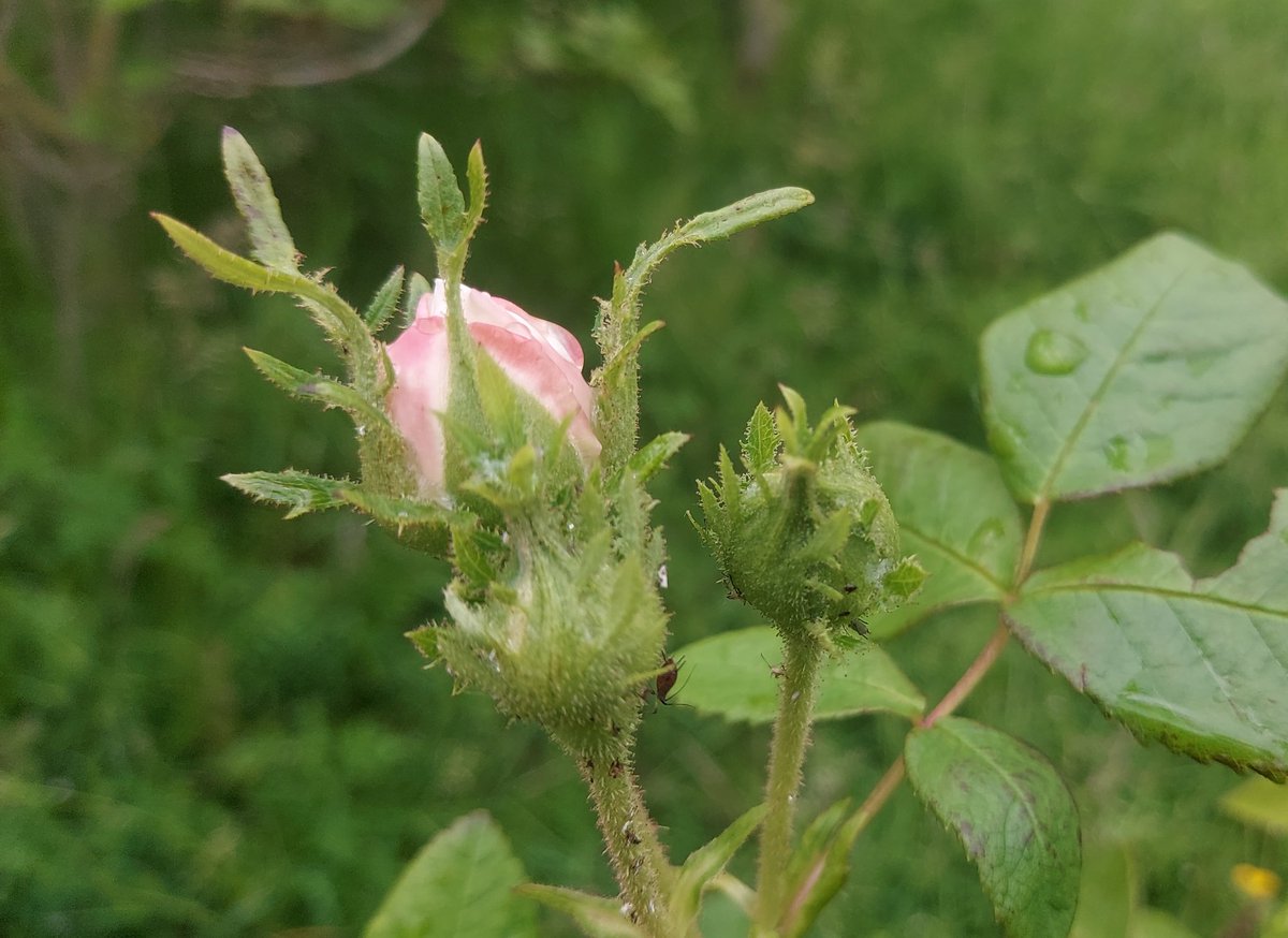 Today's Old #Rose is Madame Hardy, a pure white Summer Damask with cupped blooms packed with wrinkled petals &amp; a green button eye. A cross between a Centifolia &amp; a Damask it was bred by Julien-Alexandre Hardy, 1831. Prickly &amp; very disease resistant with a strong fragrance 🌹