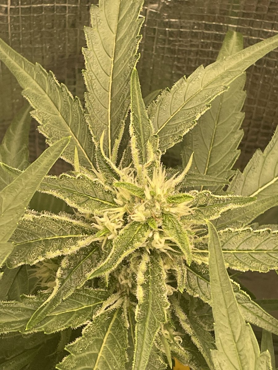 Rico (@ricofederico4) on Twitter photo This sr71 purple kush x grape stomper BX1 from <a href="/OSCseeds_clones/">OldSchoolChronic</a> is really starting to frost up!❄️ This sr71 purple kush x grape stomper BX1 from <a href="/OSCseeds_clones/">OldSchoolChronic</a> is really starting to frost up!❄️