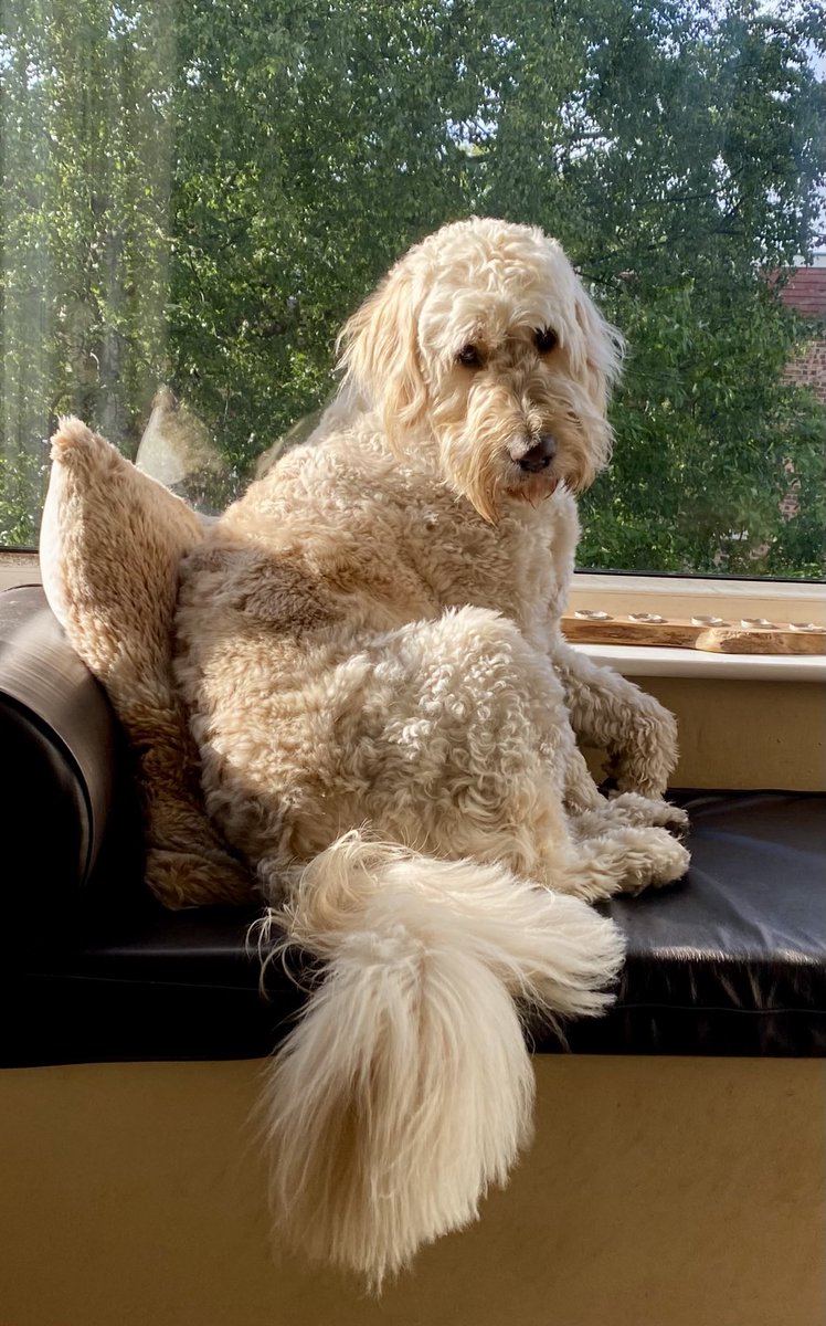 Good morning world. It’s FriYay🙌🏼. The sun is shining. It’s a great day to be alive. Looking forward to a day of shenanigans and adventure. Have a wonderful day you guys and stay safe. Big FriYay love 🥰🐾