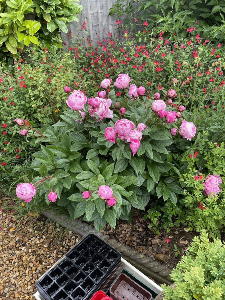 Best walk to work today. The garden is looking and smelling great: my peonies this year are fantastic.  I got the little heritage white one from #CotonManor but don’t know what it’s called, but I want more! Its bloom is half the size of the others.