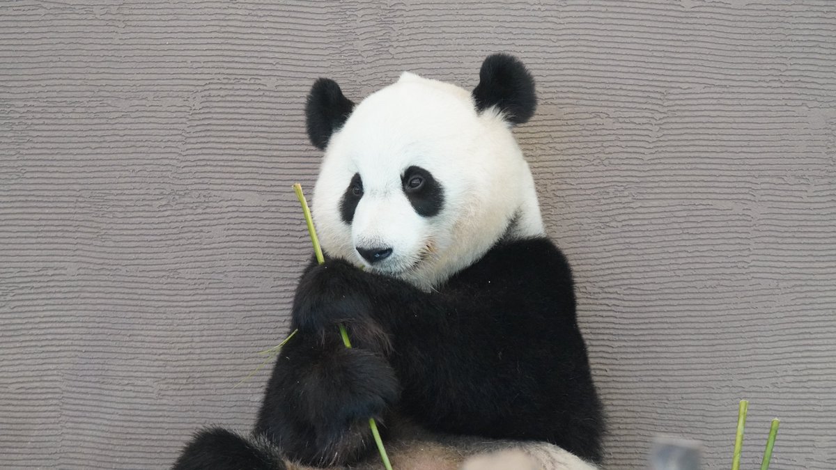アドベン出発前日に水疱瘡にかかりました😭

病院に行って診察してもらったら
医「君筋肉もあるし、症状も軽いから体力もあるね…何かスポーツを？」
僕「いや…動物園に…」
医「え？動物園？？通ってるの？」
僕「週一くらいで…」
医「…？？？」

動物園通いによる健康への影響とか研究しようかな