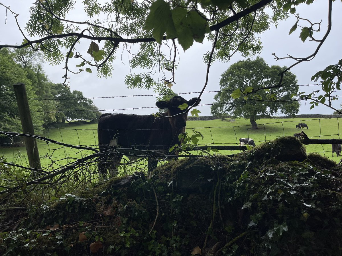 musingsofarunner tweet media