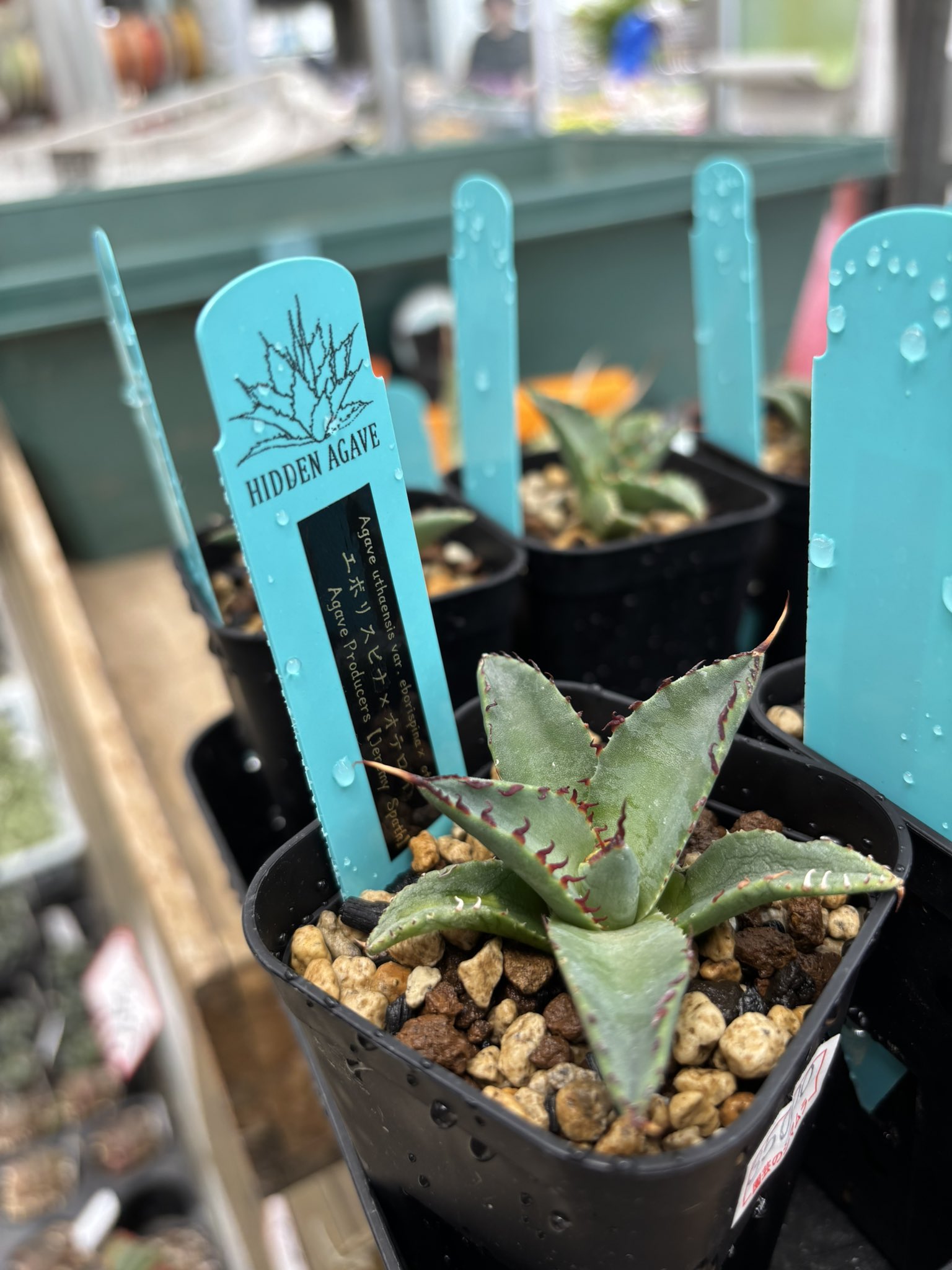 HIDDEN エボリスピナ × BB ハイブリッド ジェレミーJeremy HIDDEN エボリスピナ × BB ハイブリッド ジェレミーJeremy HIDDEN