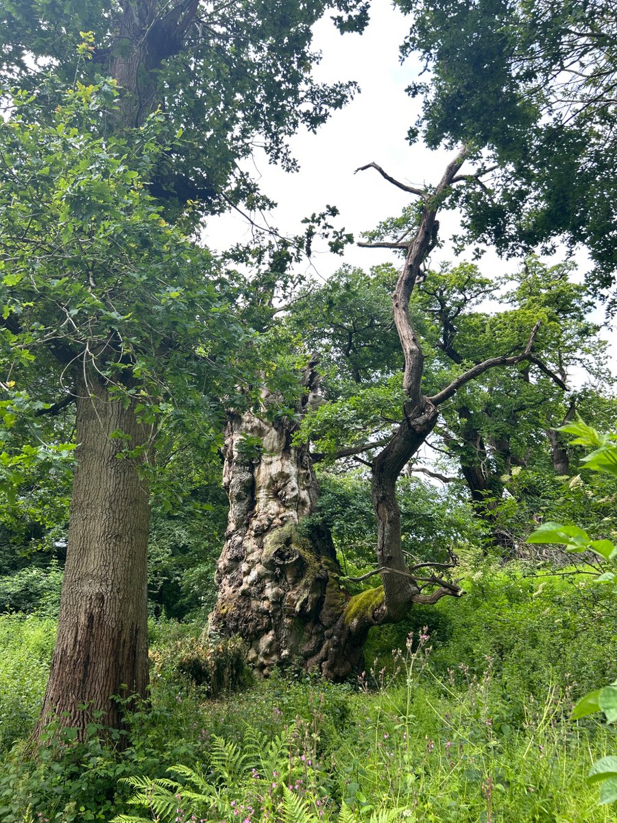 Day 6 #30DaysWild took these photographs on a walk through an ancient woodland in Worcestershire💚🌳