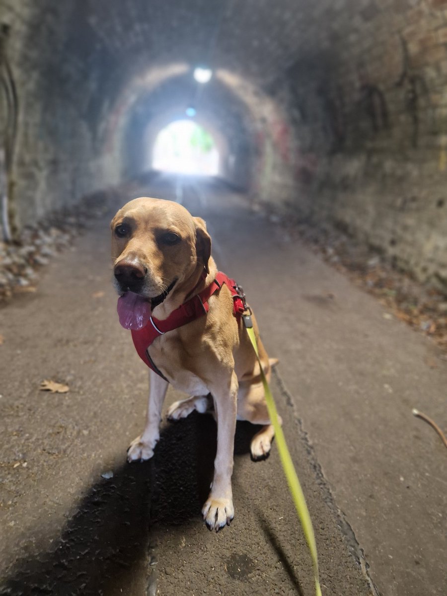 Twitter star Oscar the Yellow <a href="/jambof3tornado/">Oscar the Yellow</a> who’s missing his side kick Maple (she is on holibobs) tries out the #Alloa Waggonway Walk 1. Paws following the hooves of horses past who pulled the waggons loaded with #coal from pit to harbour 
Pic credit Oscars dad