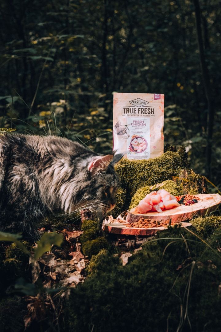CarniloveTR's tweet photo. 🌲 Sessizlik…
🐾 Hiçbir kedi bu kadar vahşi görünmemişti.
👀 Hedef belli: Carnilove True Fresh
🐔 %100 gezen tavuk etiyle doğaya saygılı, içgüdüye sadık.
😼 Tüyleri rüzgârla dans ederken tek düşündüğü şey:
“Ben doğanın çocuğuyum… mamasını da doğa seçer!”

🌲 Silence...
🐾 No cat has ever looked this wild.
👀 Locked on target: Carnilove True Fresh
🐔 100% free-range chicken — respectful to nature, true to instinct.
😼 As her fur dances in the wind, she thinks:
“I was born of the wild… and the wild chose Carnilove.”

#Carnilove #TrueFresh #FreeRangeChicken #CarniloveCat #NaturalInstinct #LidyaPet #CarniloveTurkiye 🐱🌿🧡