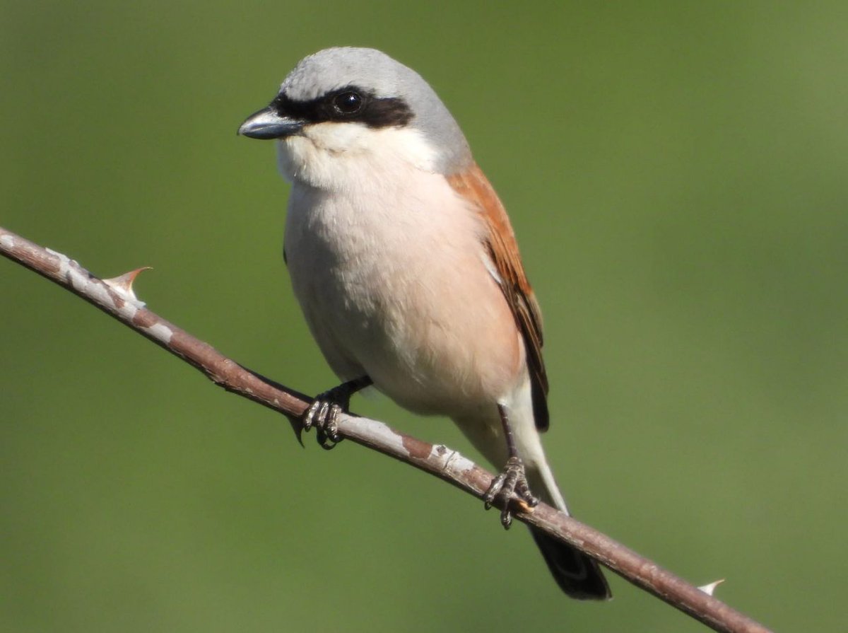 Alcaudón dorsirrojo en la Sierra Norte de Madrid. La foto la hice la semana pasada. Es un ave migratoria que antes solo criaba en España en el norte de la Península, pero que desde hace unos cuantos años también cría en las zonas altas del Sistema Central. Es bien bonito.