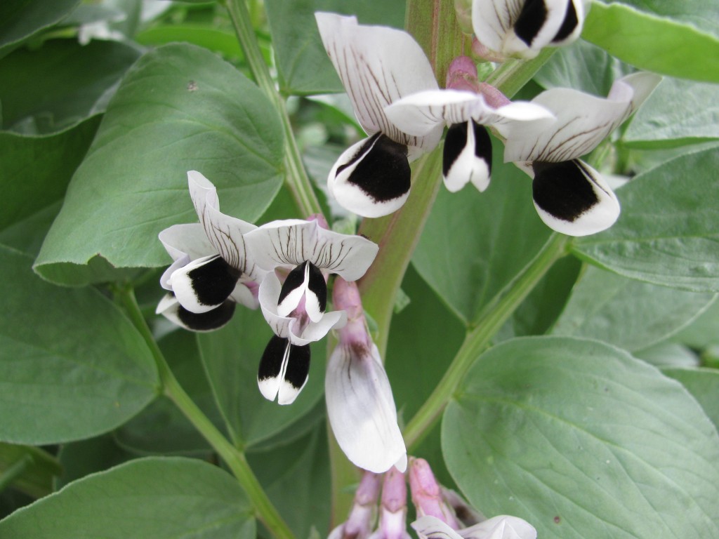🌸JUIN - "Fèves fleuries, temps de folie"
Si jamais vous sentez l’envie de faire des folies… guettez cette fleur.