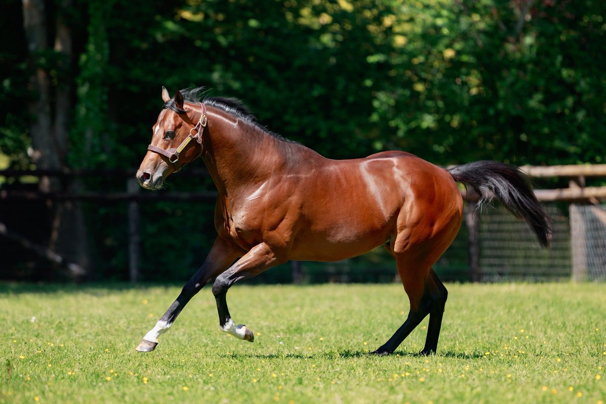 Invaincu à 2ans et lauréat de Gr1 𝗣𝗨𝗖𝗛𝗞𝗜𝗡𝗘 est le seul fils du top étalon STARSANGLEDBANNER à faire la monte en France 🇫🇷