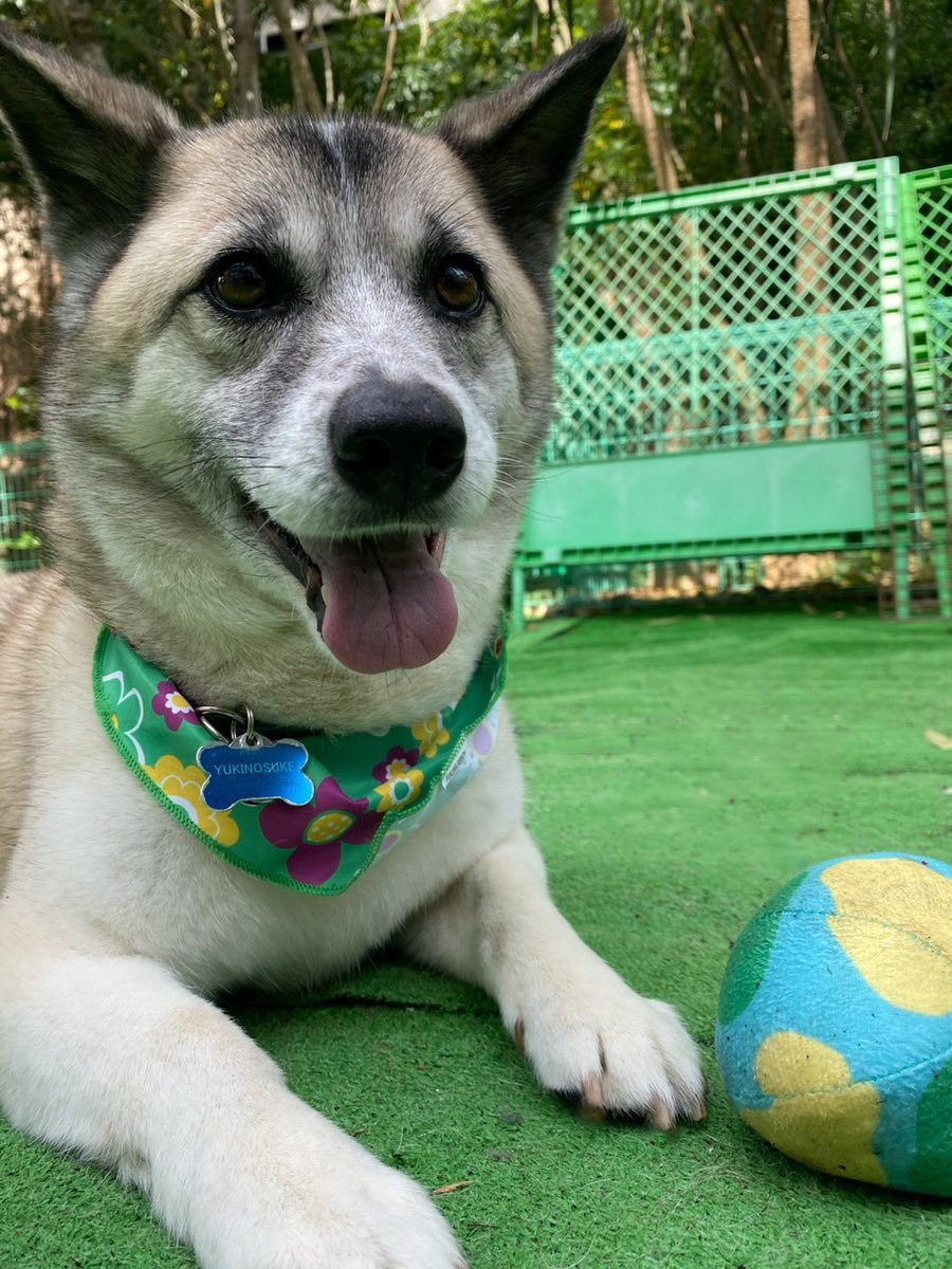新しいおもちゃで遊んで大満足なゆきのすけ😊

（福島県の被災犬 セラピードッグ）

#大木トオル　#セラピードッグ　#捨て犬