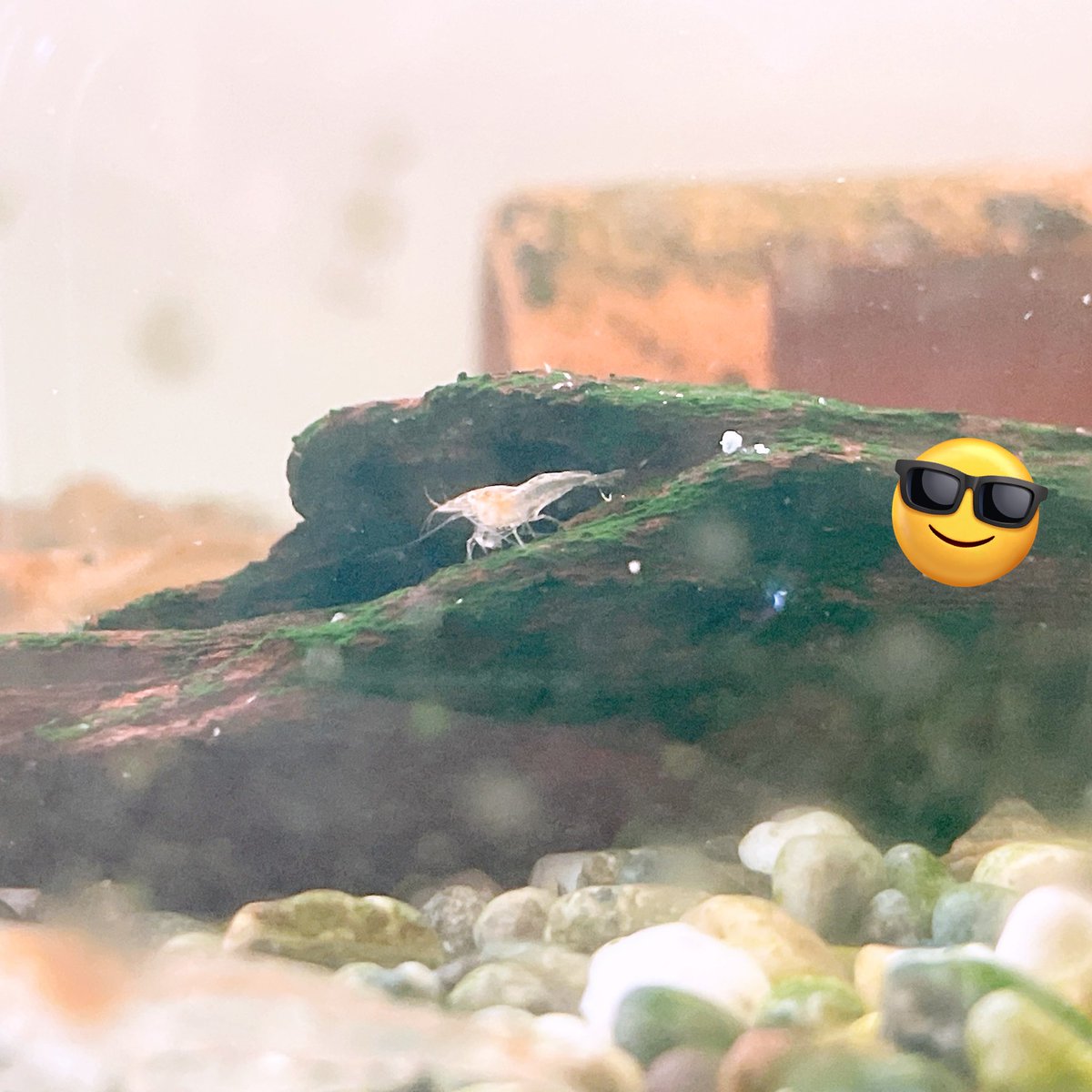 えび、こどもがうまれました　🦐