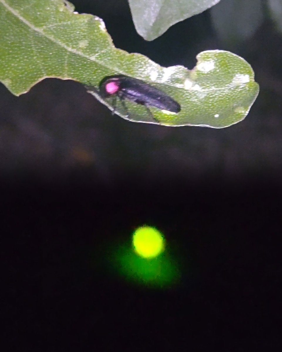 実家の広島県熊野町で蛍を見てきた。 昔いた川の一か所はコンクリ化でいなくて残念だったけど、他の3ヶ所ではたくさんの蛍に会えた！
川のせせらぎを聞きながら、ゆったりと光る蛍の光は癒される。
そしてその儚さ…
成虫になると食べる器官が退化し、短い命を使い子孫繁栄のために放つ生命の輝き。