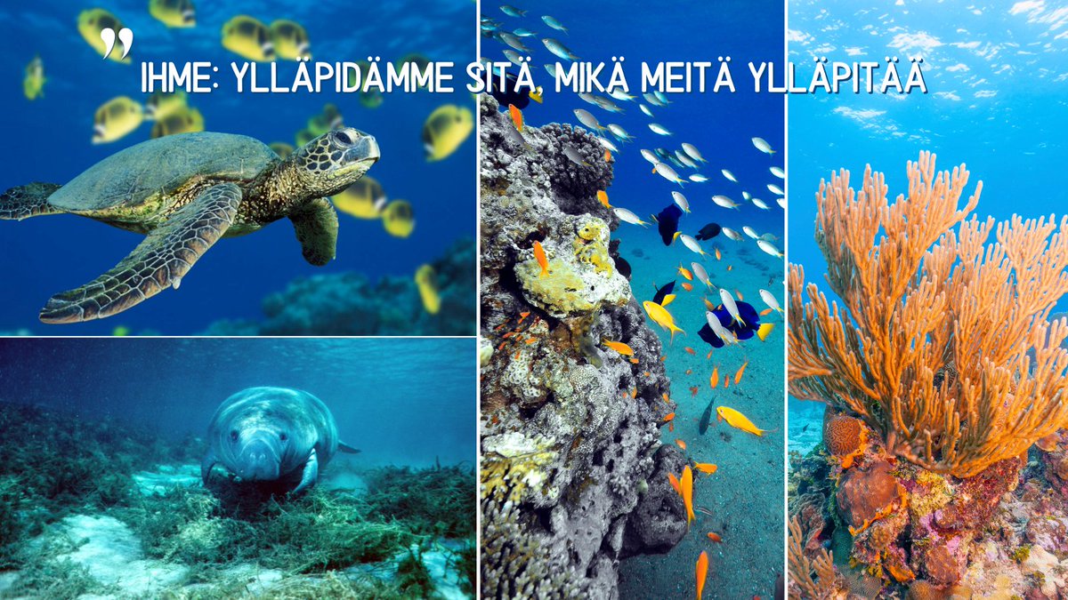 Tänään 8.6. on Maailman merien päivä! "Juomavetemme, sään ääri-ilmiöt, rantaviivamme, suurin osa ruuastamme, kauppareittimme ja joka hengittämämme happi ovat merien säännöstelemiä." #WorldOceansDay