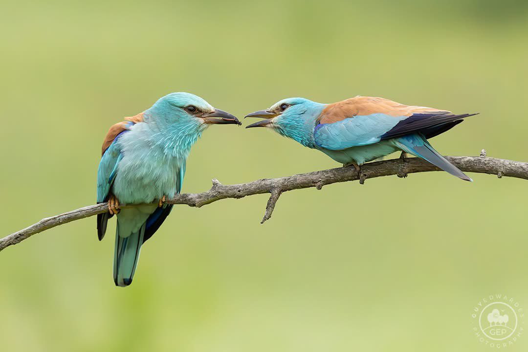 Guy Edwardes tweet media