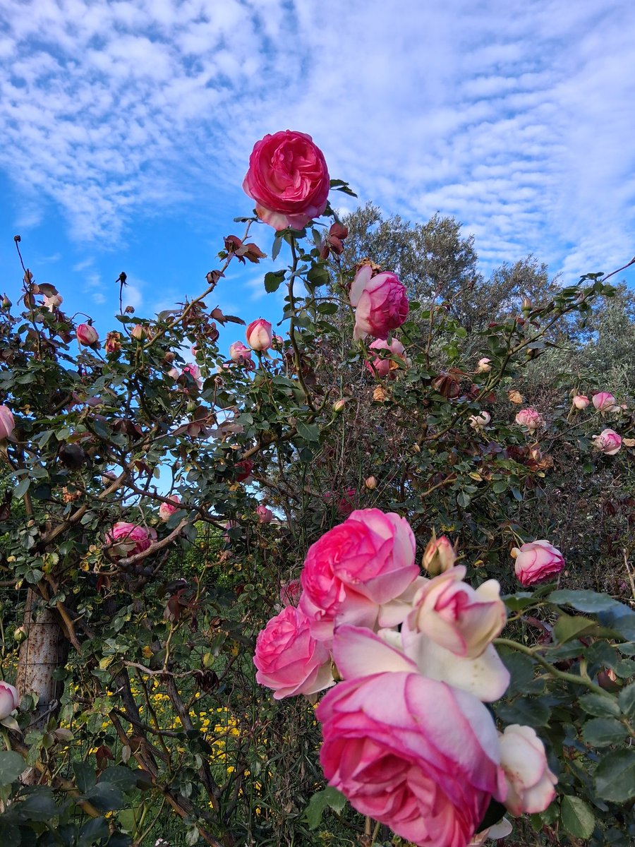 Venerdi🥀

#NatureBeauty 
#NatureLover 
#nature 
⚘️🥀🌷🍀🌺✨️⚘️🥀
