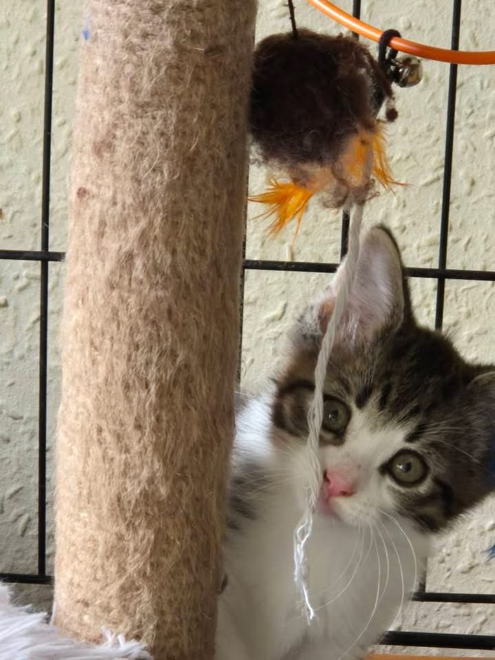 Kings Heath Cat Rescue tweet media