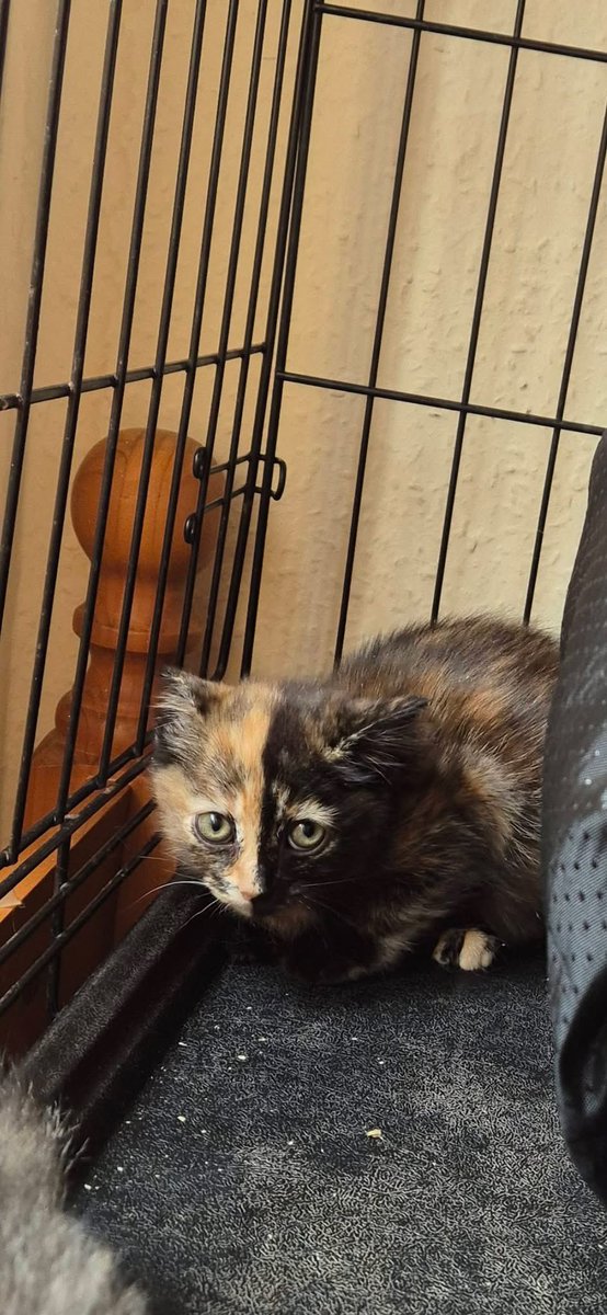 Kings Heath Cat Rescue tweet media