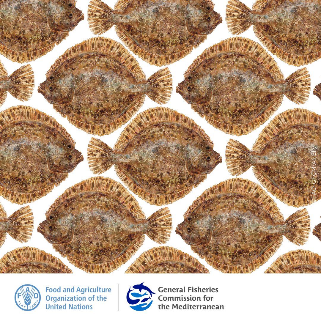 Experts met this week in Burgas to discuss the management of turbot fisheries in the Black Sea, where progress continues.

📌The focus was on reviewing ongoing efforts, assessing new research findings, and proposing evidence-based tools to reduce bycatch.

#BlackSeAction