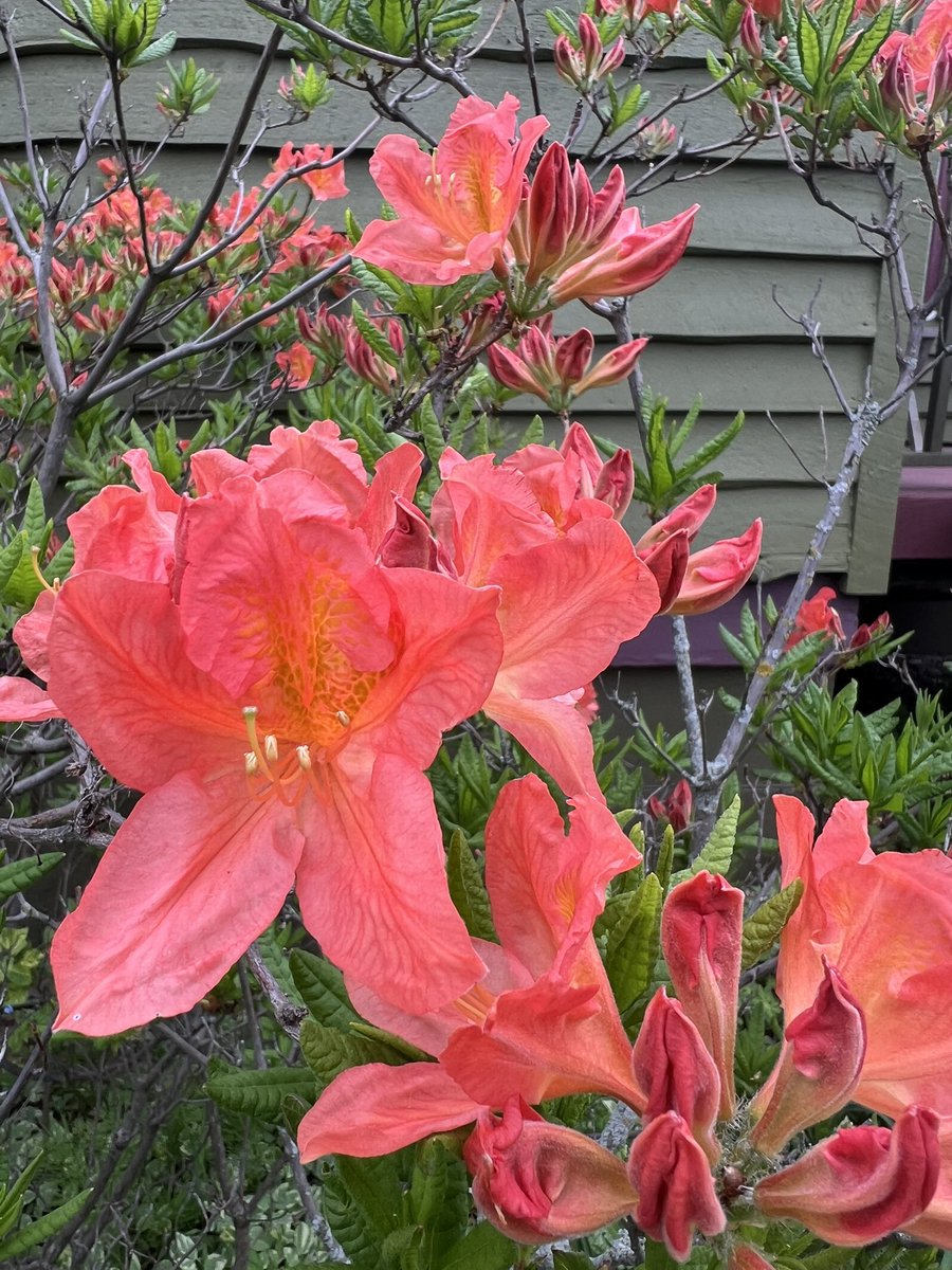 chrisplys's tweet image. Some late spring blooms in the gardens. 🖤