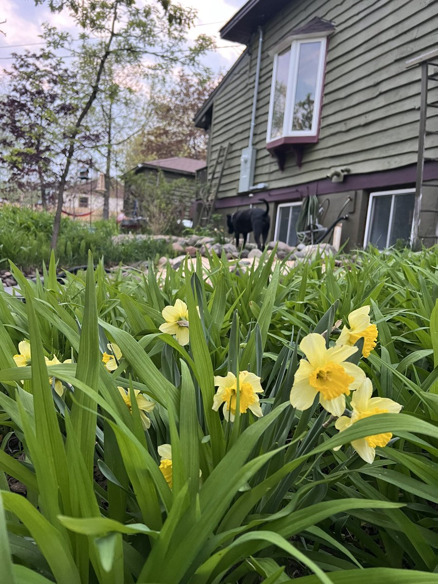chrisplys's tweet image. Some late spring blooms in the gardens. 🖤