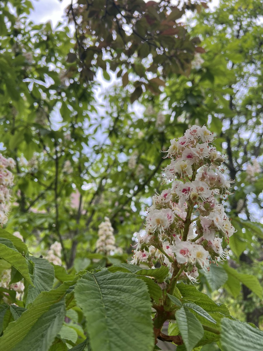 chrisplys's tweet image. Some late spring blooms in the gardens. 🖤