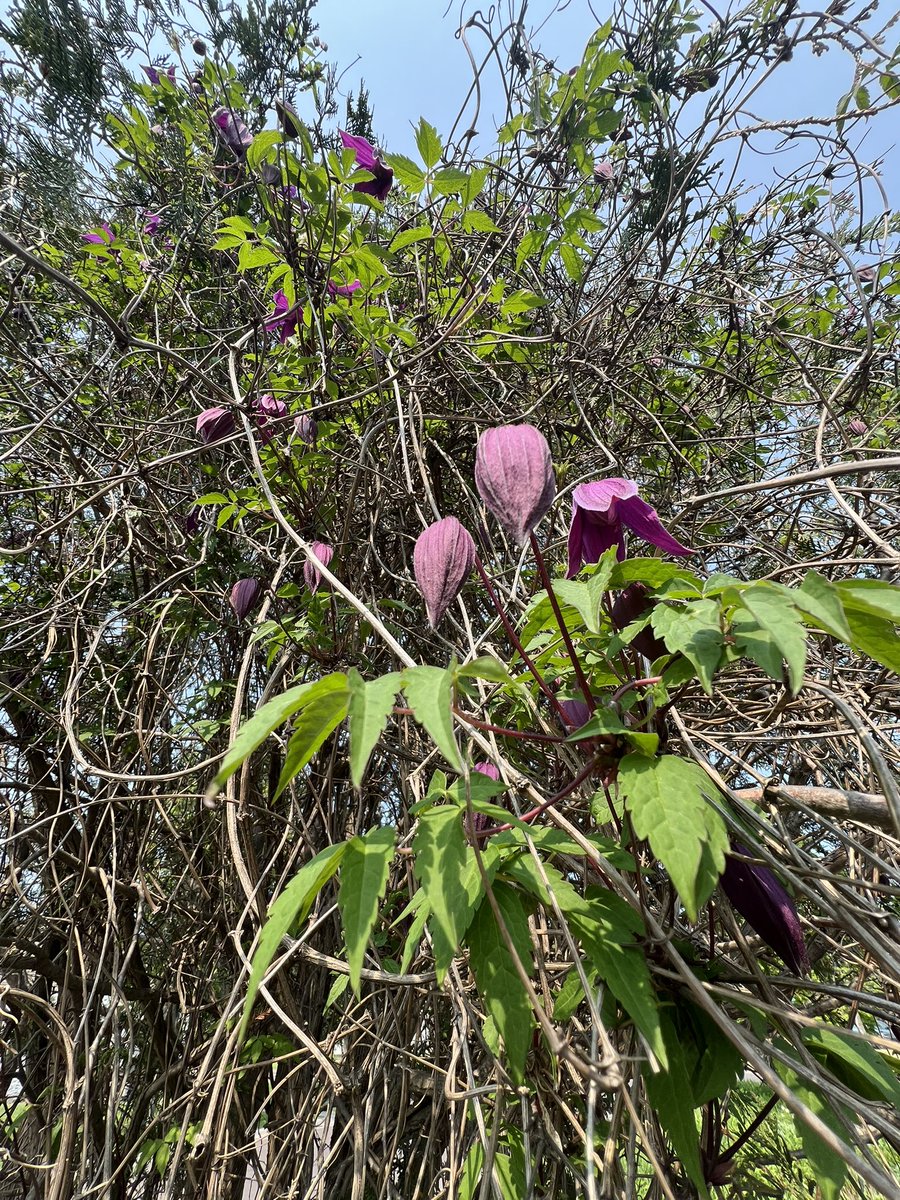 chrisplys's tweet image. Some late spring blooms in the gardens. 🖤