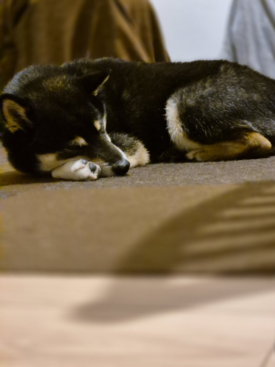 モフモフ黒柴てっちゃん♂️&ビーグル犬のクゥー♀️ (@96shibatetuko