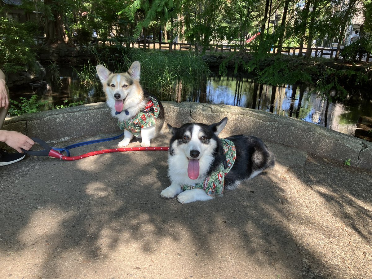 昨日はゼロ大学病院でした。
過去一番高い数値でCRPが出てしまいました。身体のどこかで炎症がおこってるという事です。
次回HD🏥での検査結果をみて今後の方針を大学病院と決めていきます
一時的な事である事を祈るばかりです