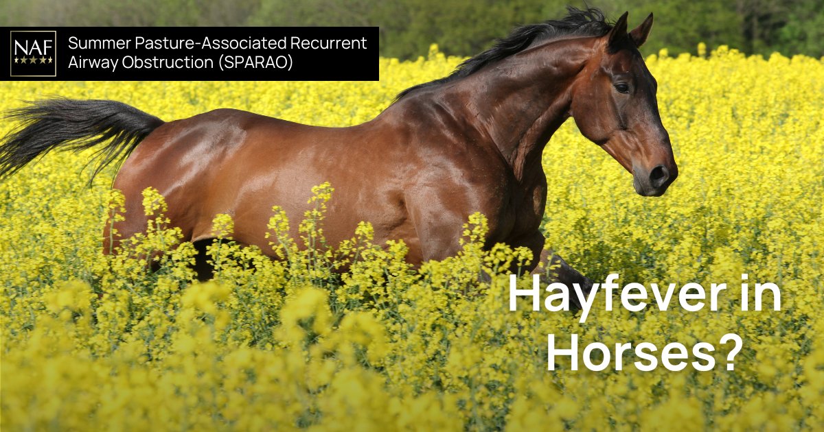 Summer Pasture-Associated Recurrent Airway Obstruction (SPARAO) is sometimes likened to ‘hayfever’ in horses.
 
SPARAO is one of the most significant chronic respiratory conditions affecting horses.
 
Find out more in our full vet's guide: nafequine.com/blogs/horse-ca…