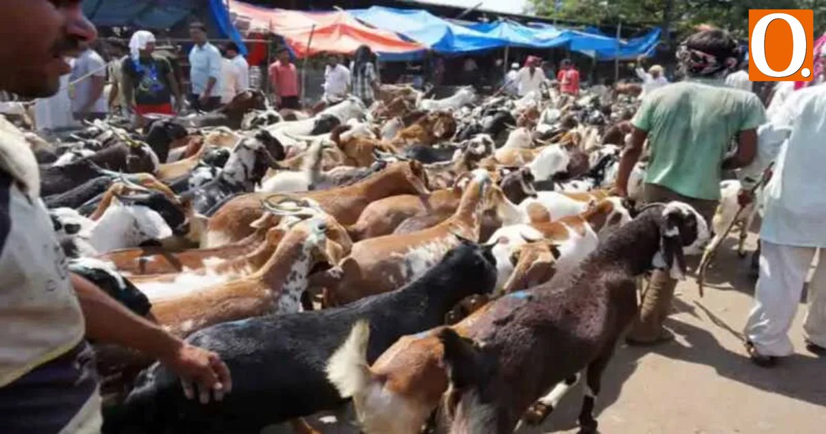 Bakra Eid: Is animal cruelty under the garb of religion, justified act?

Bakra Eid, or Eid-Ul-Adha, involves the mass slaughter of animals under religious justification, raising serious concerns about animal cruelty in a secular India.
While other festivals prompt appeals for