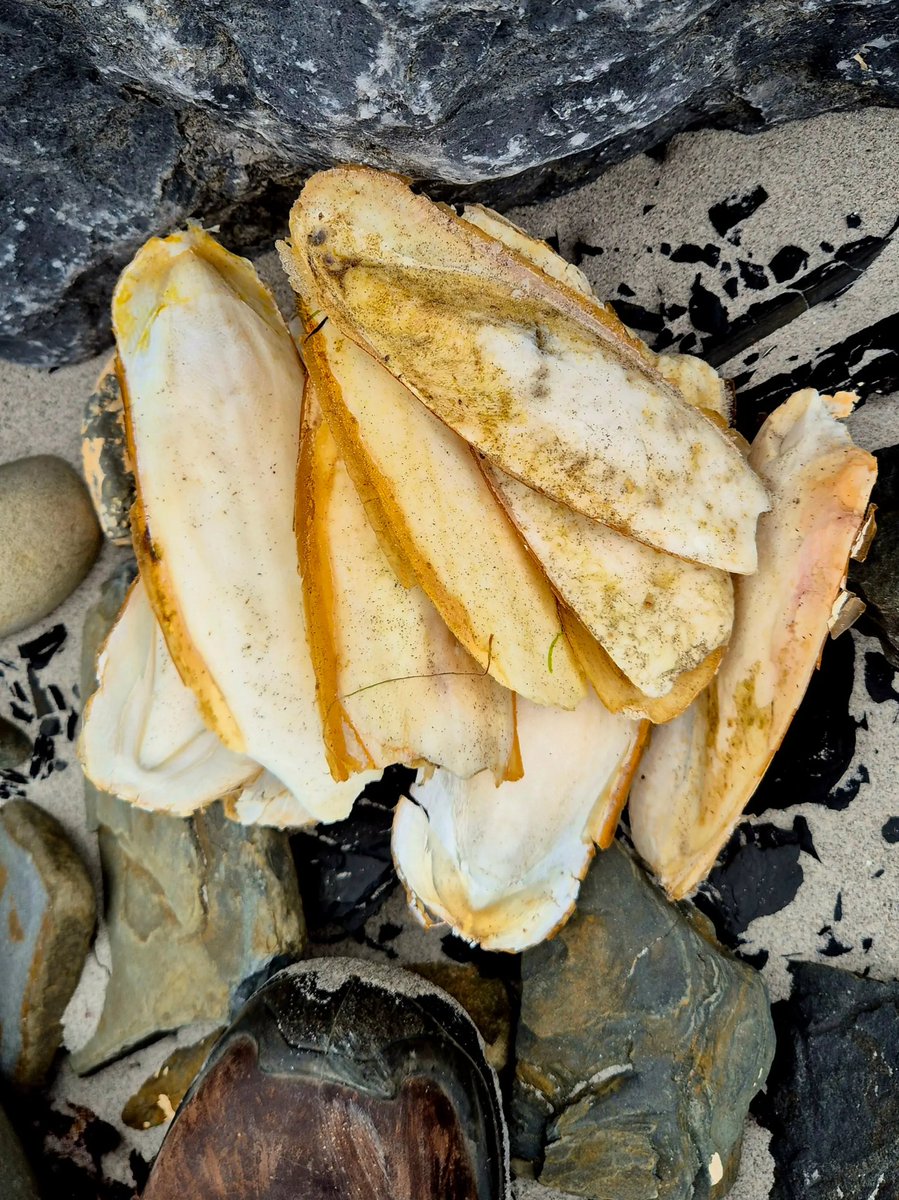 A cluster of Cuttlefish bones. While we do have Cuttlefish in Irish waters,  most of these have floated here from further South in the Atlantic.
County Clare, Ireland.