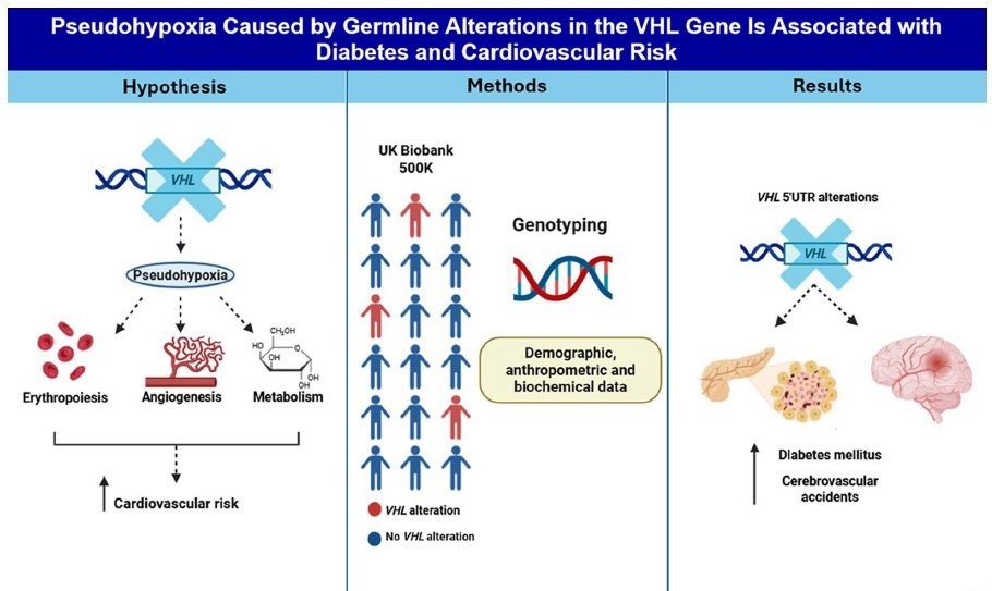 New paper alert! Based on ~500K @UKBiobank participants, VHL variant carriers 🧬 had ↑ DM &amp; stroke risk — likely mediated by pseudohypoxia. Bringing VHL &amp; pseudohypoxia to population health!💥
Thanks <a href="/VHLAlliance/">VHL Alliance</a> for the support 🙌
👉 bit.ly/3HKKkPy @CDiabetesMetabt