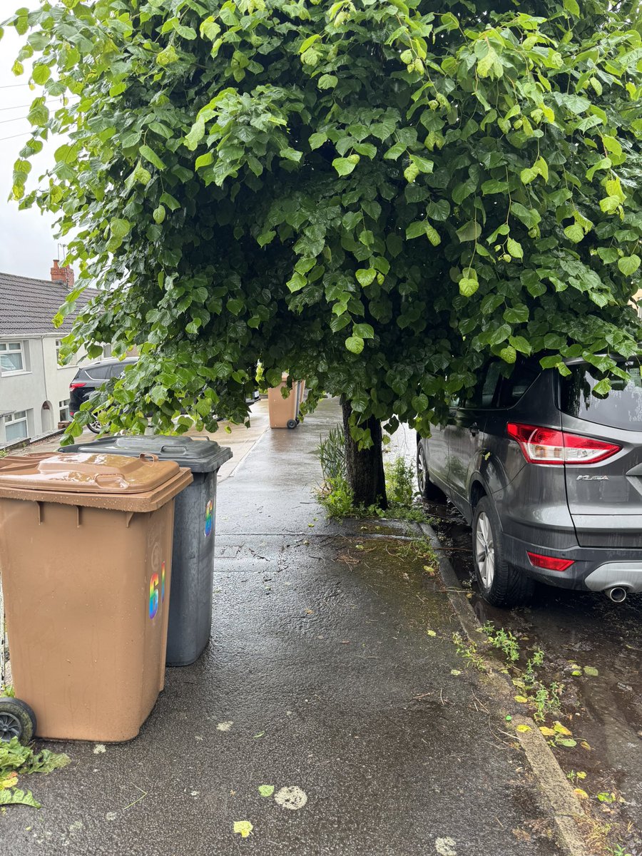 dsmorr's tweet photo. @CaerphillyCBC any chance the trees up around treowen NP11 3 can be trimmed anytime soon? Using the pavements is impossible https://t.co/101NxoeDDK