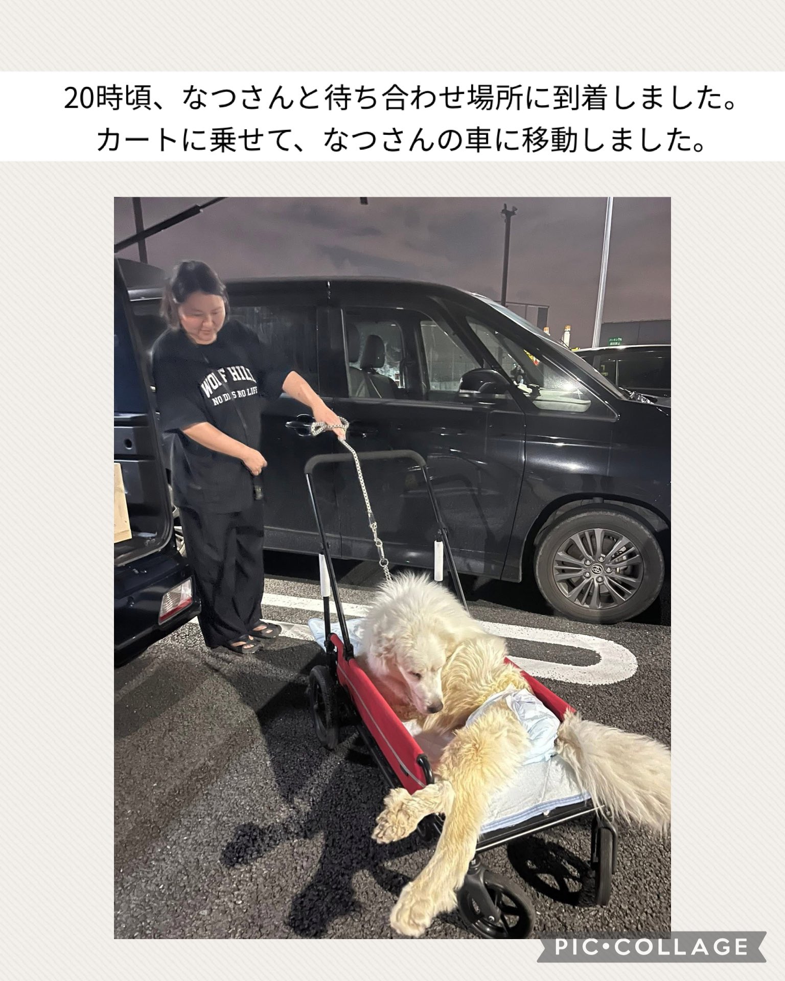 一般社団法人動物レスキューチームうーにゃん (@teamu_nyan) / X