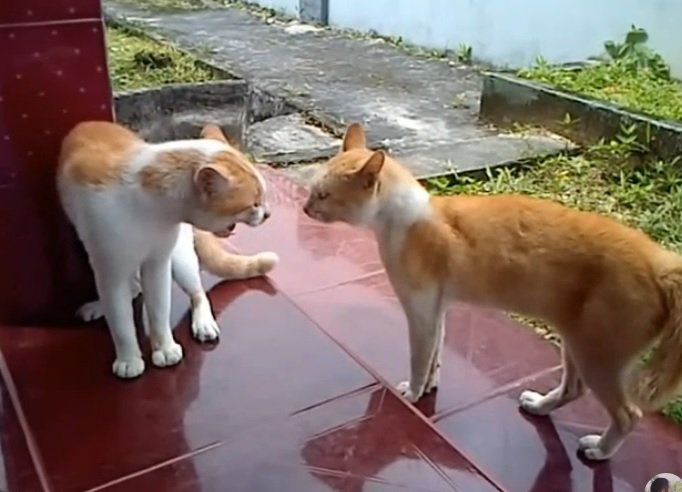 Hanoman Putih (@wonglicik062) on Twitter photo <a href="/YasmineMirzha/">Yasmine Mirzha ๐ฒ๐จ๐ต๐ธ</a> <a href="/CakPegel/">๐๐๐ ๐๐ฅ ๐๐ฅ๐๐ซ๐๐ญ</a> <a href="/v4nc1_b0zz/">๐๐๐_๐๐๐ง๐๐</a> <a href="/noopiieeeeee/">piee</a> <a href="/YandraD31/">yandraAsril</a> <a href="/Bl4ck_H1de/">๐๐๐๐...๐ฝ๐ก๐๐๐ </a> <a href="/Higa_Jls/">H_194</a> <a href="/rikiAiza/">riki</a> <a href="/nobody_nonono88/">๐ฐ ๐ด๐ ๐ต๐๐๐๐
๐๐ฐ</a> <a href="/kokomkomsari08/">ARIE</a> <a href="/CakTotok66/">Cak. Totok</a> <a href="/GhumayzhaA_19/">Ghumayzha Afieson</a> <a href="/AbanggSayur/">Tukang Sayur</a> <a href="/yulyul_423/">Tiwik๐</a> <a href="/PakKarti/">P@k_K@rti</a> <a href="/laskar162955/">Laskar proling Lentera hati</a> <a href="/CinereUnun41935/">ununcinere</a> <a href="/joealesha60/">๐ท๐บJoe Alesh๐ต๐ธ</a> <a href="/alamanda_maroon/">Munammi</a> <a href="/Uq2208/">Red Wings SHE</a> <a href="/ta_tinur/">Tinur๐ฆ</a> Kok malhad kak?
Biar rame ajak gerbong
<a href="/_cxnoah/">๐๐ข๐_๐</a>
<a href="/jaga_atitude/">justmom</a>
<a href="/BalvyahAbdullah/">Balvyah</a>
<a href="/RatunyaTagar/">๐ Rรขtรบ Tรฃgยชr ุงูู
ุฑุถูุฉ# ๐ก</a>
<a href="/NhaDedopali/">D</a>
<a href="/B4n6_H4n5/">PeJaBaT</a>
<a href="/PejuangKeluar15/">Arslam</a>
<a href="/MariaAlkaff_/">Maria A. Alkaff</a>
<a href="/Nurulkjo1/">Uyuy H๐คPE ๐ฎ๐ฉ๐ต๐ธ</a>
<a href="/B_dzoel/">ยฐBang_Dzoelยฐ</a>
<a href="/bhar13f/">Paradoks</a>
<a href="/EkoPurwanto001/">eko.p</a>
<a href="/neVerAl0nely/">Never</a>
<a href="/PresidenKopi/">Presiden kopi</a>
<a href="/Mdy_Asmara1701/">Maudy Asmara</a>
<a href="/JanissaryD_Last/">๐ก๐น Last Janissaryโข๏ธ ๐ก๐ก</a>
<a href="/Nilot__/">NILOTAMA</a> <a href="/YasmineMirzha/">Yasmine Mirzha ๐ฒ๐จ๐ต๐ธ</a> <a href="/CakPegel/">๐๐๐ ๐๐ฅ ๐๐ฅ๐๐ซ๐๐ญ</a> <a href="/v4nc1_b0zz/">๐๐๐_๐๐๐ง๐๐</a> <a href="/noopiieeeeee/">piee</a> <a href="/YandraD31/">yandraAsril</a> <a href="/Bl4ck_H1de/">๐๐๐๐...๐ฝ๐ก๐๐๐ </a> <a href="/Higa_Jls/">H_194</a> <a href="/rikiAiza/">riki</a> <a href="/nobody_nonono88/">๐ฐ ๐ด๐ ๐ต๐๐๐๐
๐๐ฐ</a> <a href="/kokomkomsari08/">ARIE</a> <a href="/CakTotok66/">Cak. Totok</a> <a href="/GhumayzhaA_19/">Ghumayzha Afieson</a> <a href="/AbanggSayur/">Tukang Sayur</a> <a href="/yulyul_423/">Tiwik๐</a> <a href="/PakKarti/">P@k_K@rti</a> <a href="/laskar162955/">Laskar proling Lentera hati</a> <a href="/CinereUnun41935/">ununcinere</a> <a href="/joealesha60/">๐ท๐บJoe Alesh๐ต๐ธ</a> <a href="/alamanda_maroon/">Munammi</a> <a href="/Uq2208/">Red Wings SHE</a> <a href="/ta_tinur/">Tinur๐ฆ</a> Kok malhad kak?
Biar rame ajak gerbong
<a href="/_cxnoah/">๐๐ข๐_๐</a>
<a href="/jaga_atitude/">justmom</a>
<a href="/BalvyahAbdullah/">Balvyah</a>
<a href="/RatunyaTagar/">๐ Rรขtรบ Tรฃgยชr ุงูู
ุฑุถูุฉ# ๐ก</a>
<a href="/NhaDedopali/">D</a>
<a href="/B4n6_H4n5/">PeJaBaT</a>
<a href="/PejuangKeluar15/">Arslam</a>
<a href="/MariaAlkaff_/">Maria A. Alkaff</a>
<a href="/Nurulkjo1/">Uyuy H๐คPE ๐ฎ๐ฉ๐ต๐ธ</a>
<a href="/B_dzoel/">ยฐBang_Dzoelยฐ</a>
<a href="/bhar13f/">Paradoks</a>
<a href="/EkoPurwanto001/">eko.p</a>
<a href="/neVerAl0nely/">Never</a>
<a href="/PresidenKopi/">Presiden kopi</a>
<a href="/Mdy_Asmara1701/">Maudy Asmara</a>
<a href="/JanissaryD_Last/">๐ก๐น Last Janissaryโข๏ธ ๐ก๐ก</a>
<a href="/Nilot__/">NILOTAMA</a>