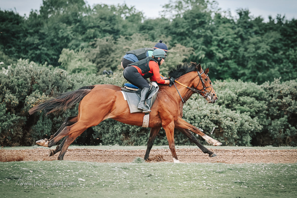 Alisha Mc Cormack (@floodalisha) on Twitter photo Very lucky to have so much support in preparing for the Corinthian Challenge Charity Race in aid of <a href="/InjuredJockeys/">IRISH INJURED JOCKEYS</a>. Thank you <a href="/ironiaart/">Nadina Ironia Artist</a> for capturing some amazing action shots on the gallops with <a href="/PeterRacing/">Peter Fahey Racing</a> string. Three weeks of prep left 💪🐎 Very lucky to have so much support in preparing for the Corinthian Challenge Charity Race in aid of <a href="/InjuredJockeys/">IRISH INJURED JOCKEYS</a>. Thank you <a href="/ironiaart/">Nadina Ironia Artist</a> for capturing some amazing action shots on the gallops with <a href="/PeterRacing/">Peter Fahey Racing</a> string. Three weeks of prep left 💪🐎