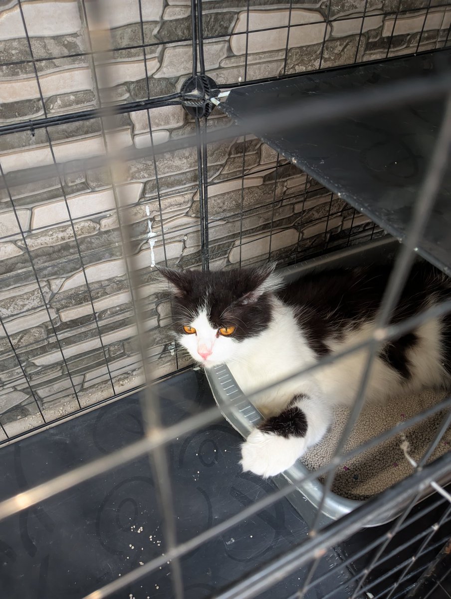 galau dia bes besok ikut dikurban