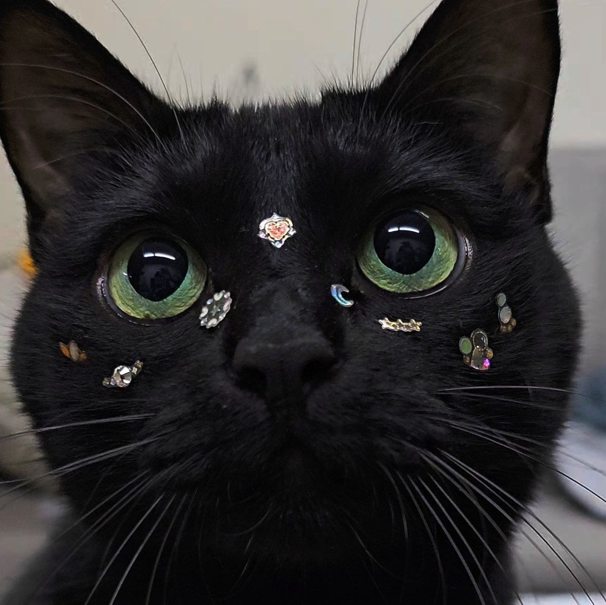 TheCatsX's tweet image. 