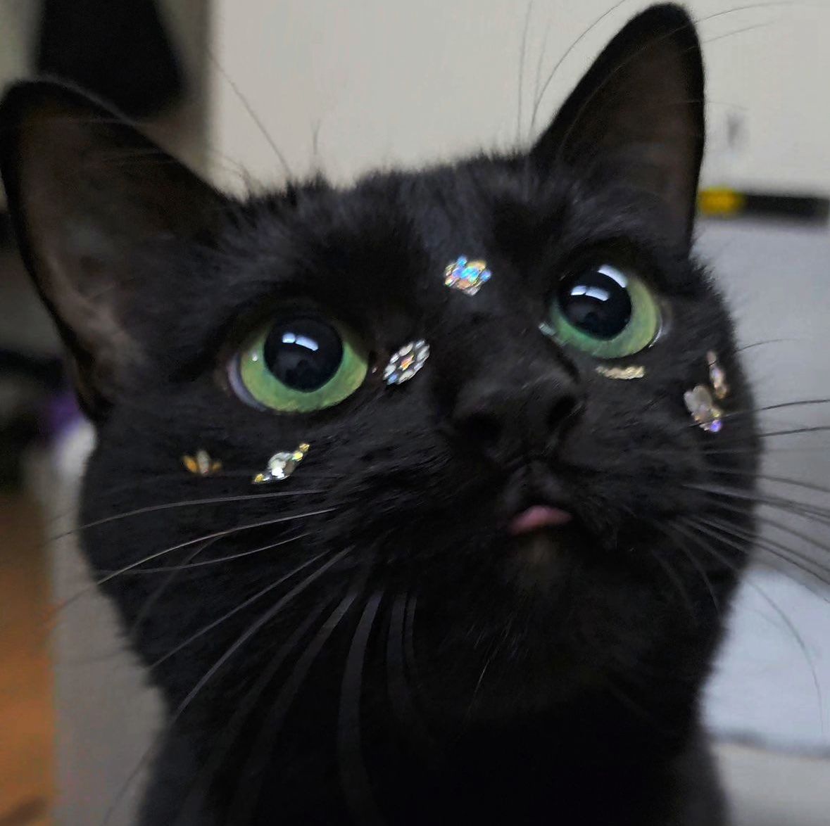 The Cats 𝕏 (@thecatsx) on Twitter photo 