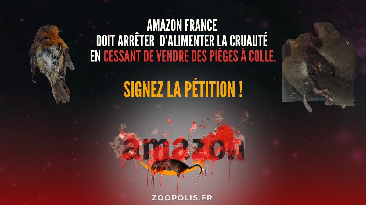❌<a href="/AmazonFrance/">Amazon.fr</a> doit cesser le commerce de pièges à colle ! Ces #pièges provoquent des souffrances extrêmes : les animaux englués peuvent agoniser des jours avant de mourir de soif, d’épuisement...
✍️Signez et partagez la pétition pour leur interdiction :
zoopolis.fr/petitions/amaz…