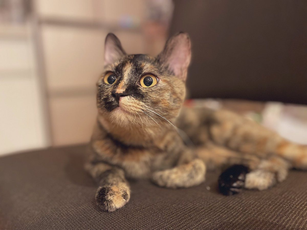 パパ帰ってきた！のアビﾁｬﾝ😽