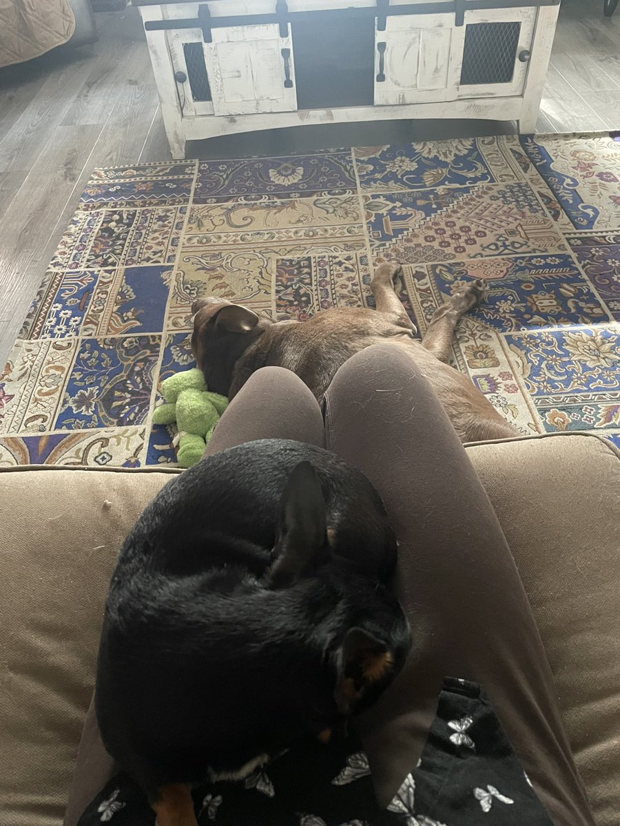 my uncles dogs decided that i’m the dedicated attention giver now