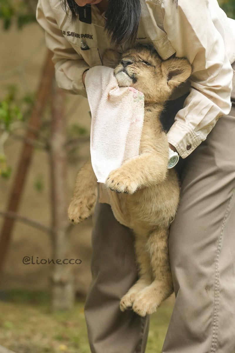 食後に顔を拭かれるライオンの赤子🫶
フォルム(特にまんぷくのお腹〜足)がキャラクターみたいで面白かわいすぎw
📸2025.5 #富士サファリパーク #20250326生まれ
