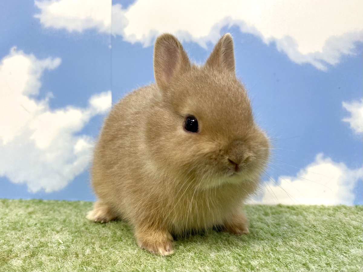 a_tinyrabbit's tweet photo. 可愛いbaby達が沢山店頭デビューしました🐰
①②ばななママbaby フォーン♂
③④はんなママbaby リンクス♂ https://t.co/G7H2PxO30J