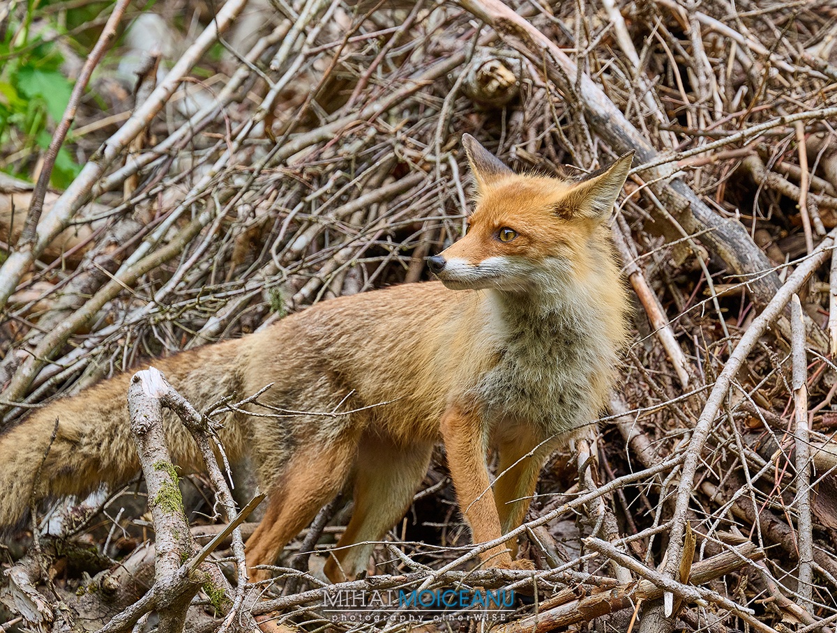 Cu două duminici în urmă am fost prin Munții Baiului, pe #PlaiulCuCoprine.  La coborâre, am avut parte de o surpriză neașteptată: am dat peste o vizuină, iar de acolo, o vulpe și cei cinci puișori ai ei ne priveau curioși, ca și cum ne-ar fi așteptat. #PhotoTOURcuMihaiMoiceanu