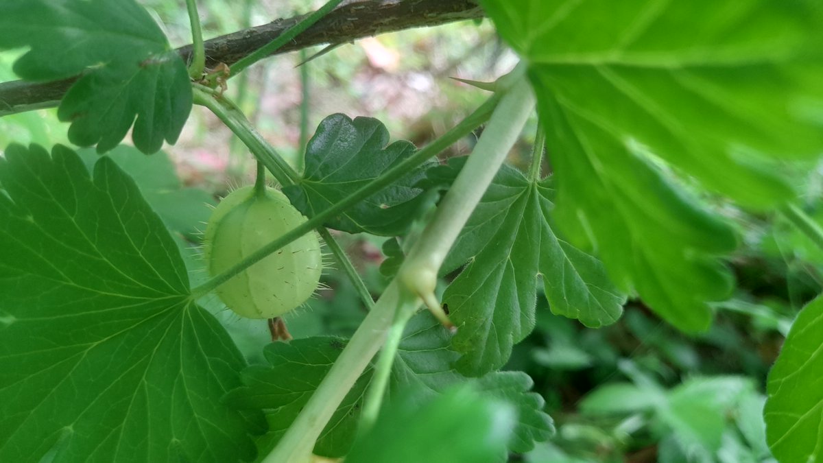 🌱✨ CSEC Horticulture our thriving school garden!
Bursting with gooseberries, peas, strawberries, vibrant yellow courgettes, and stunning cosmos flowers, it’s a true testament to our students' hard work and dedication!🌿🌼#GrowYourOwn #Horticulture #GreenFingers #HandsOnLearning